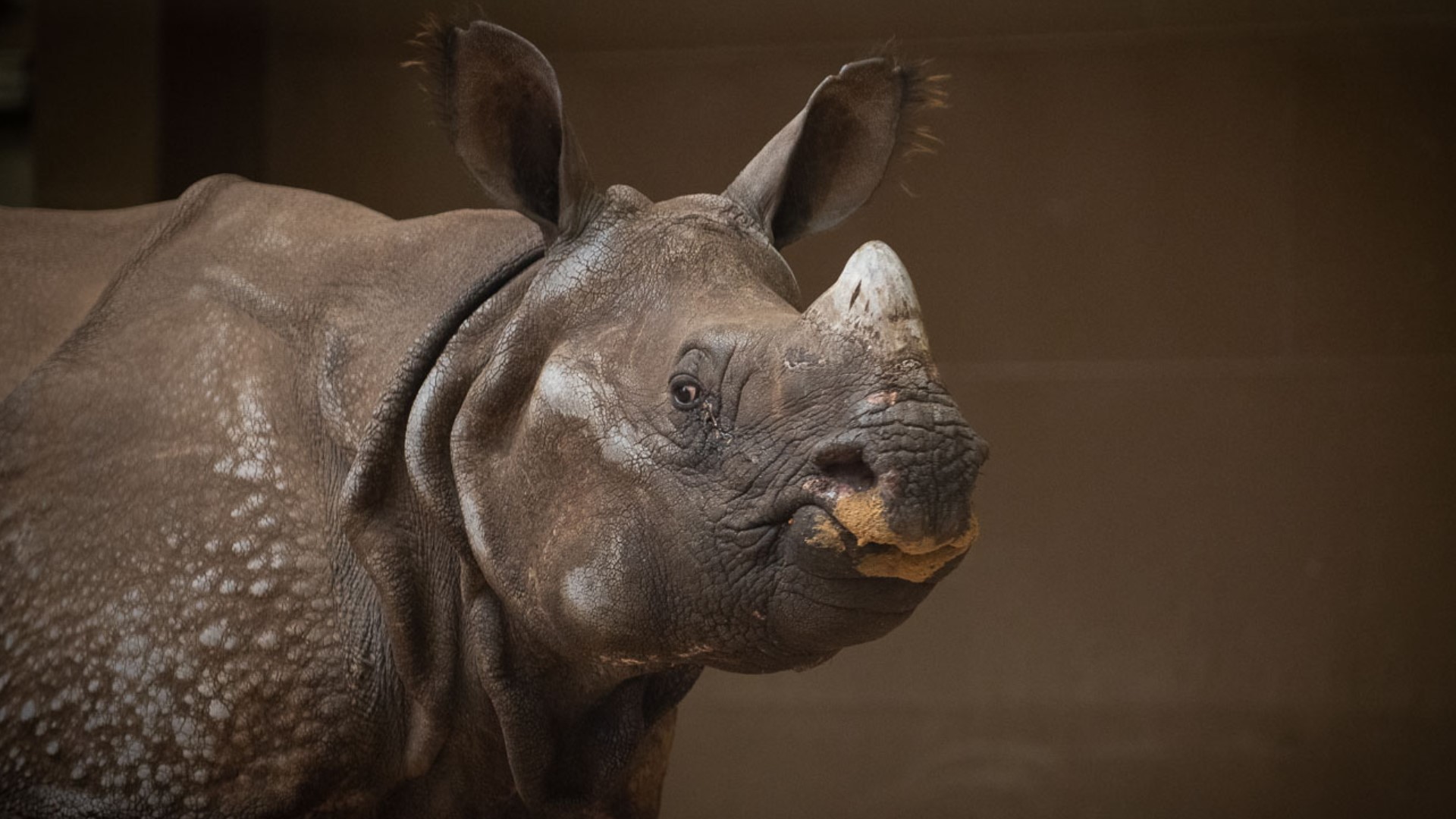 Meet Brian Onehorned rhino arrives at Columbus Zoo