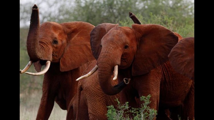 African elephants are evolving without tusks because of poaching