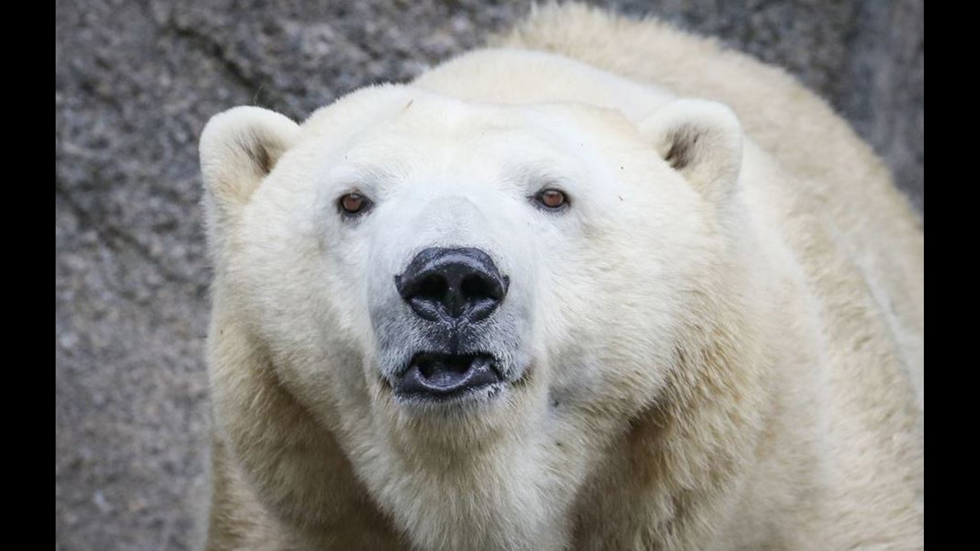 Ohio zoo collects polar bear poop to aid species' survival | 10tv.com