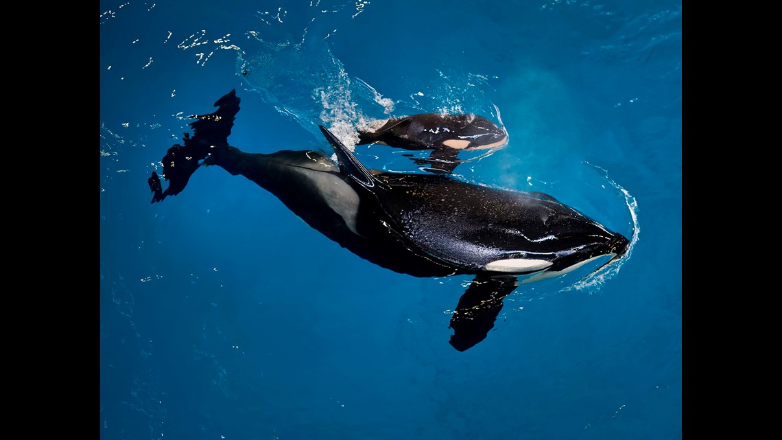 Baby orca! Last killer whale born at SeaWorld | 10tv.com