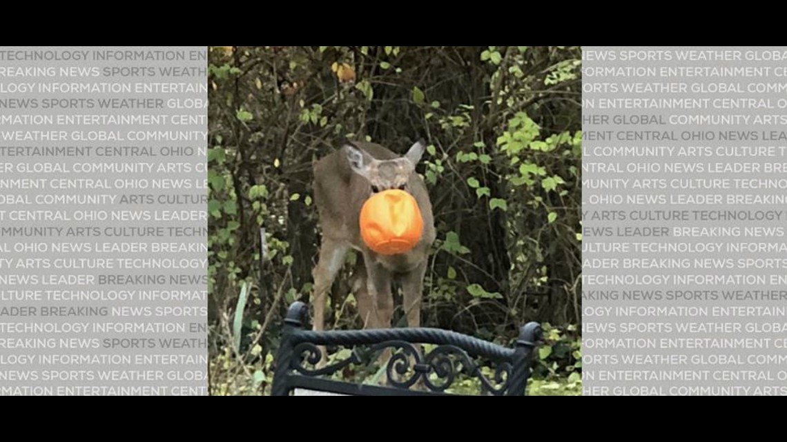 Ohio wildlife officials seek deer with head stuck in candy bucket(01)