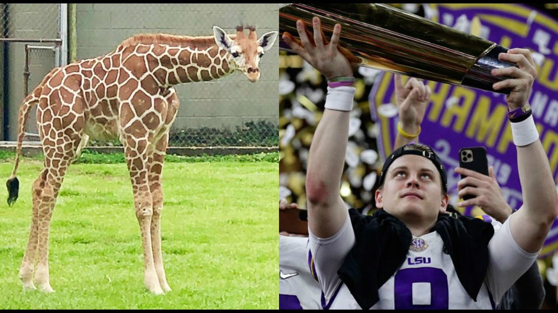 Louisiana baby giraffe named 'Burreaux' after LSU's star quarterback Joe  Burrow