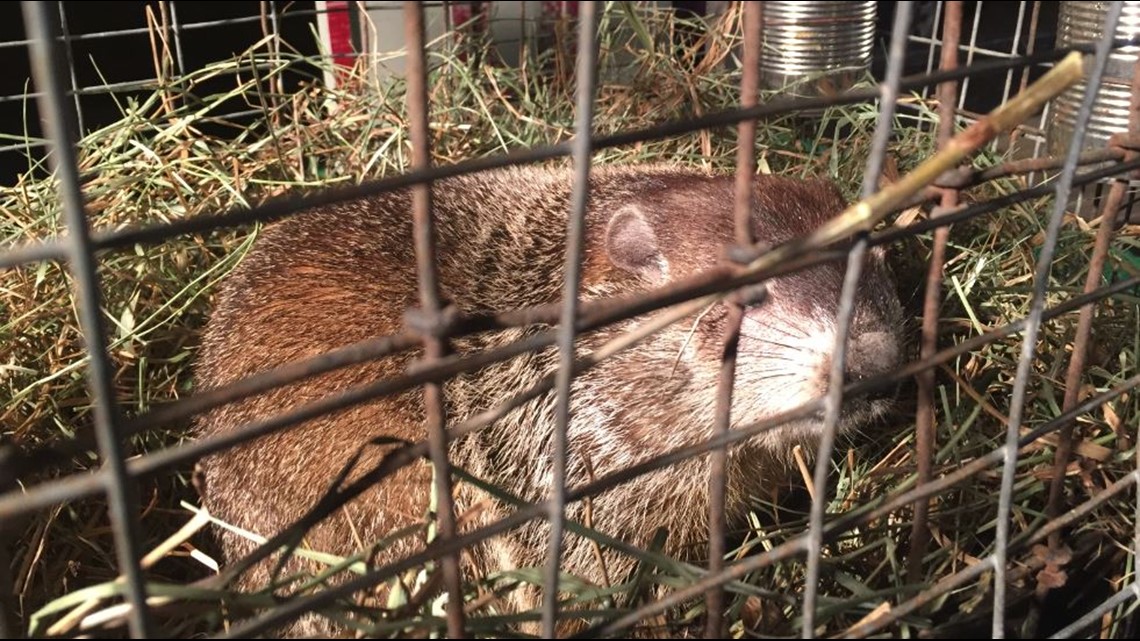 Buckeye Chuck predicts early spring; groundhog does not see his shadow