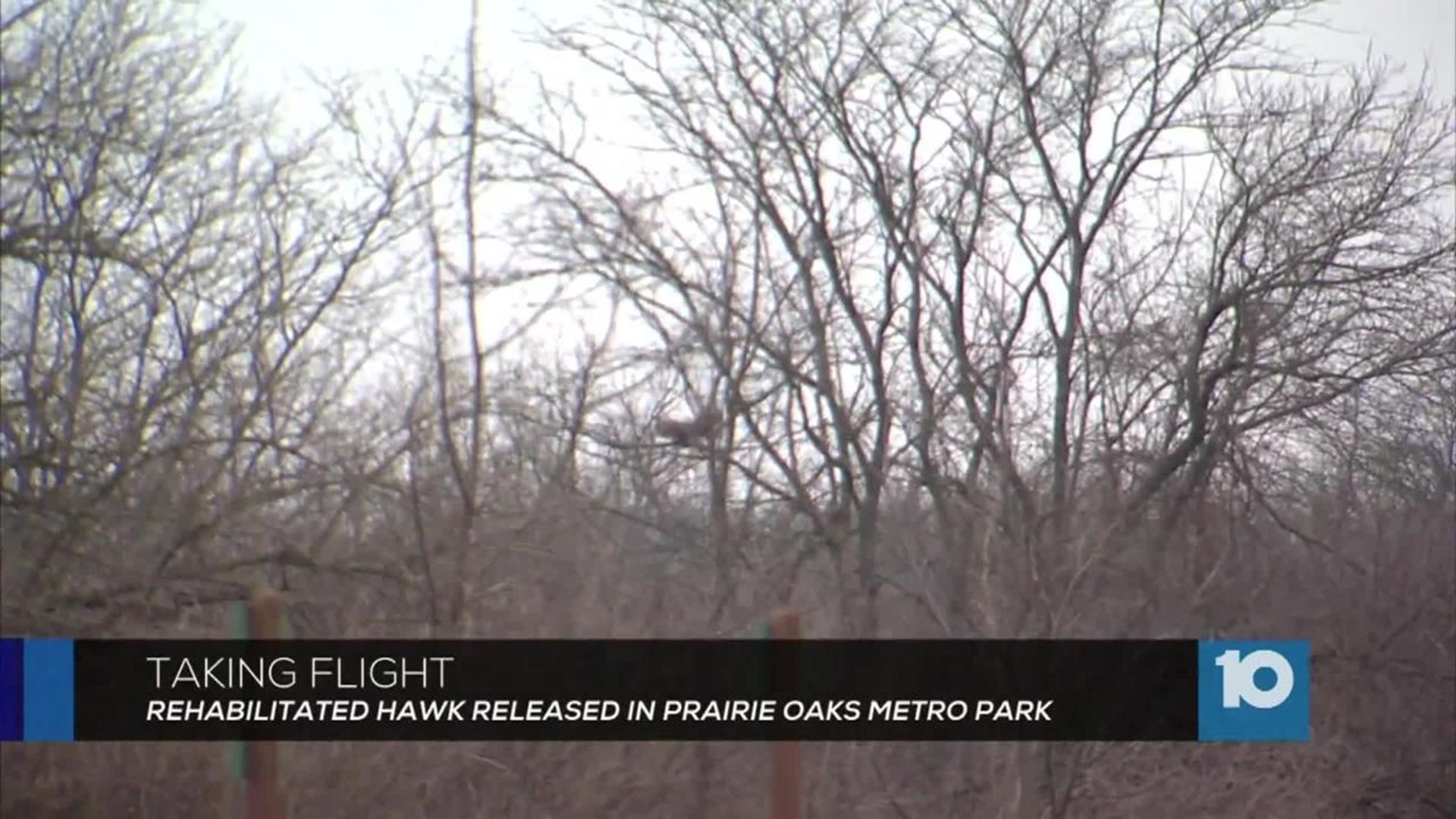 Metro Parks and Ohio Wildlife Center Partner to Help Injured Animals ...