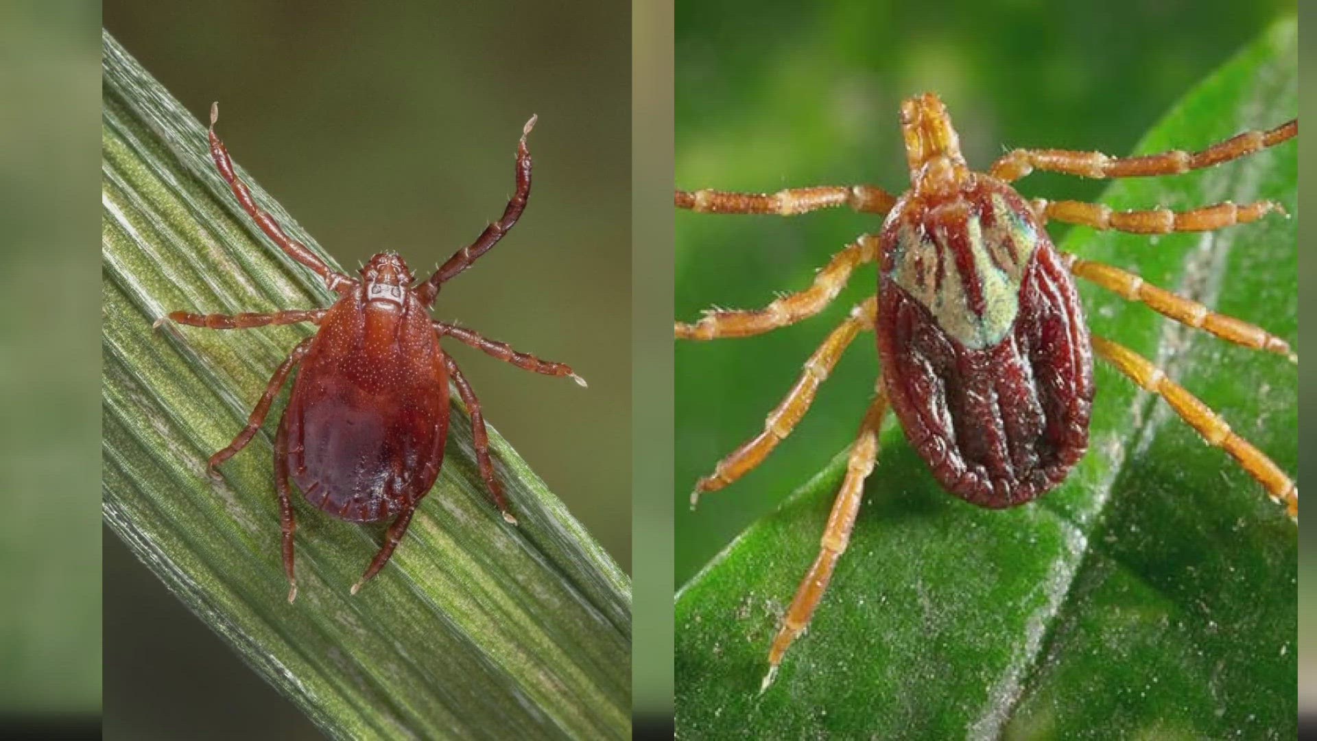 Delaware Public Health District staff are continuing to capture and monitor ticks in the county.