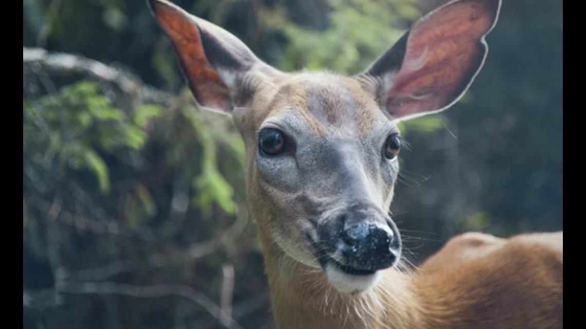 CDC: 'Zombie deer disease' spreading in U.S. could infect humans