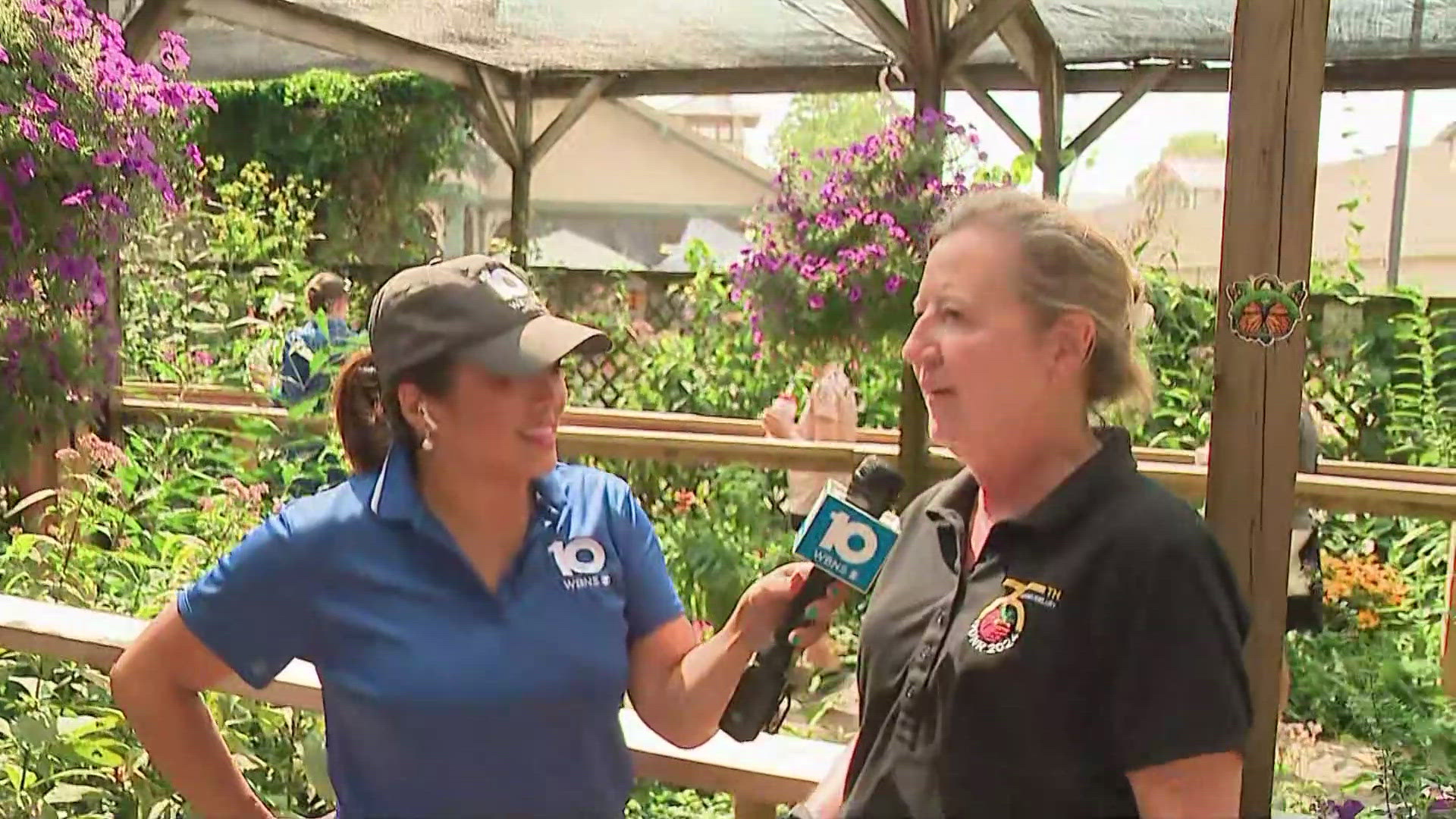 The state fair has had two butterfly releases, each time with about 300 butterflies.