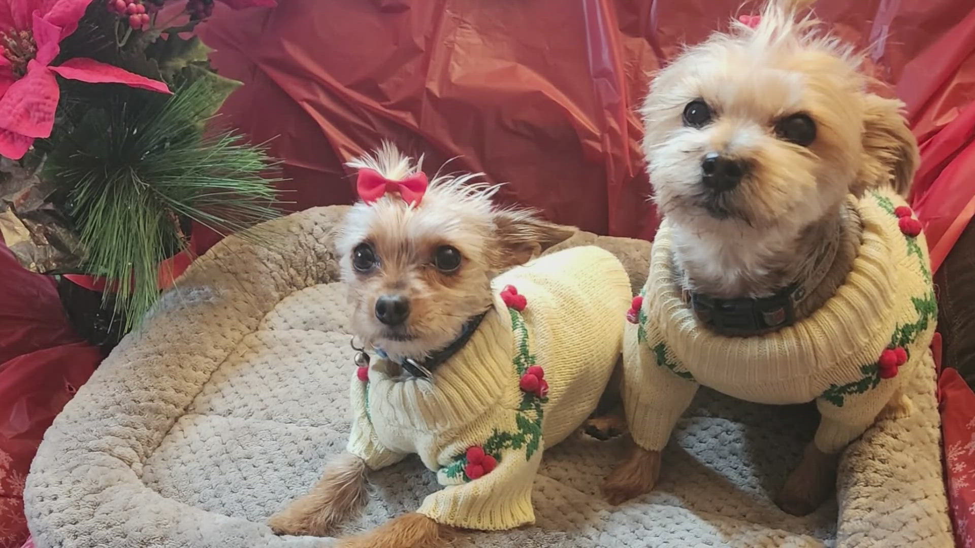 2 dogs killed, woman injured in North Linden dog attack | 10tv.com