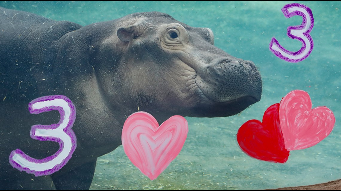 For hippo Fiona's 3rd birthday, Cincinnati Zoo seeks aid for Australia