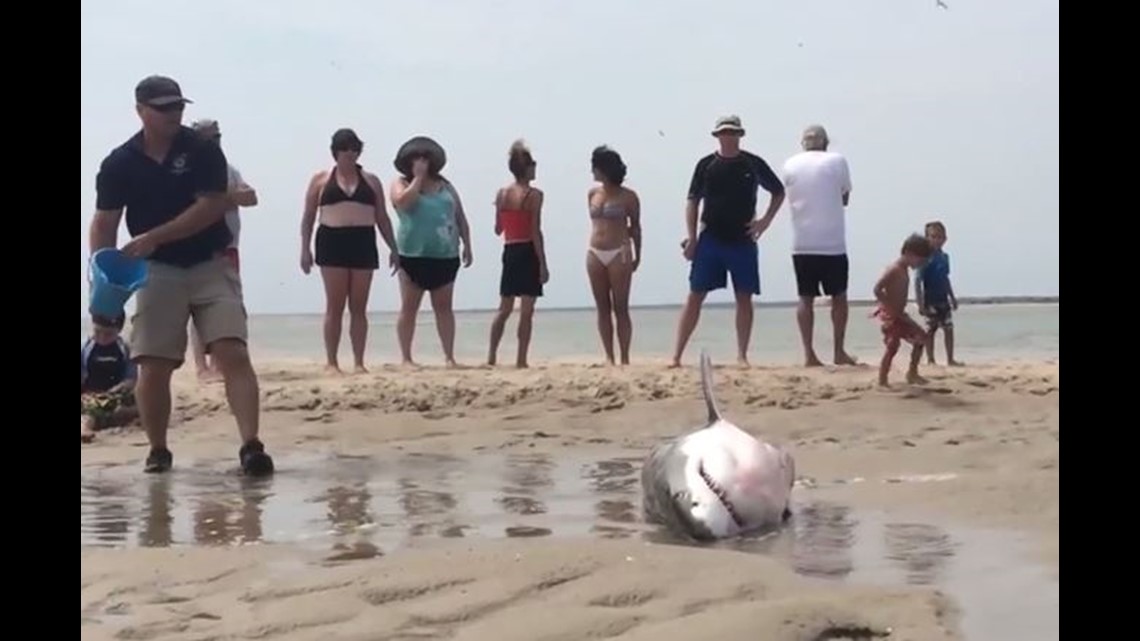WATCH Beachgoers Help Great White Shark Stranded On Cape Cod