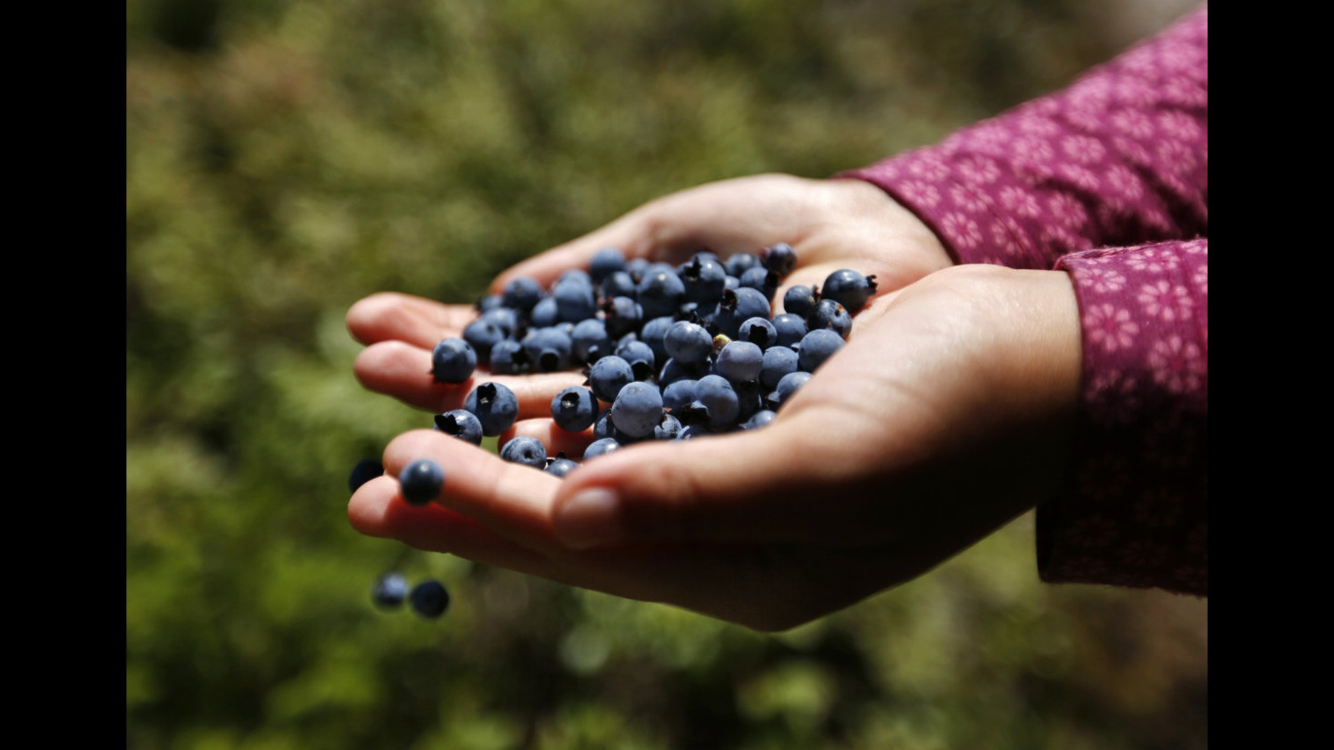 Maine blueberry crop falls with disease, lack of pollination