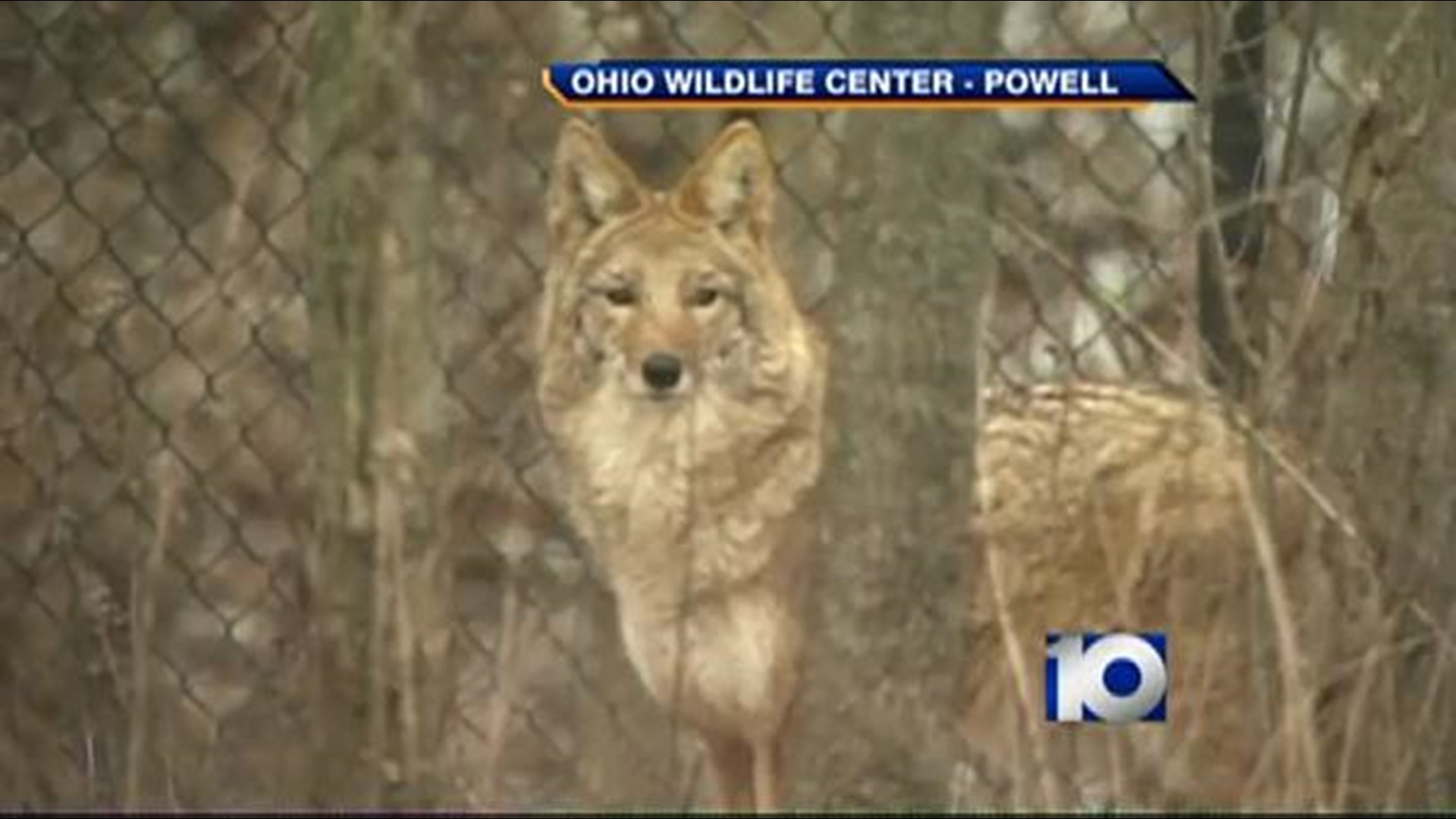 Coyotes Concern Delaware Residents