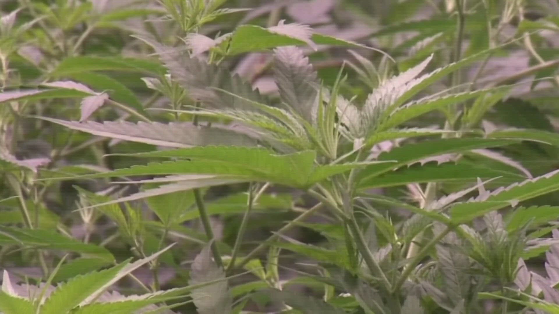 Organizers of this market say their goal is to educate on the proper way to grow at home.