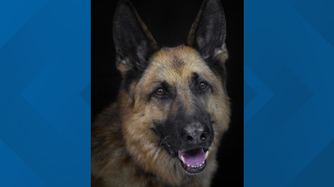 Franklin County K9 dies unexpectedly after medical emergency - Vimarsana News