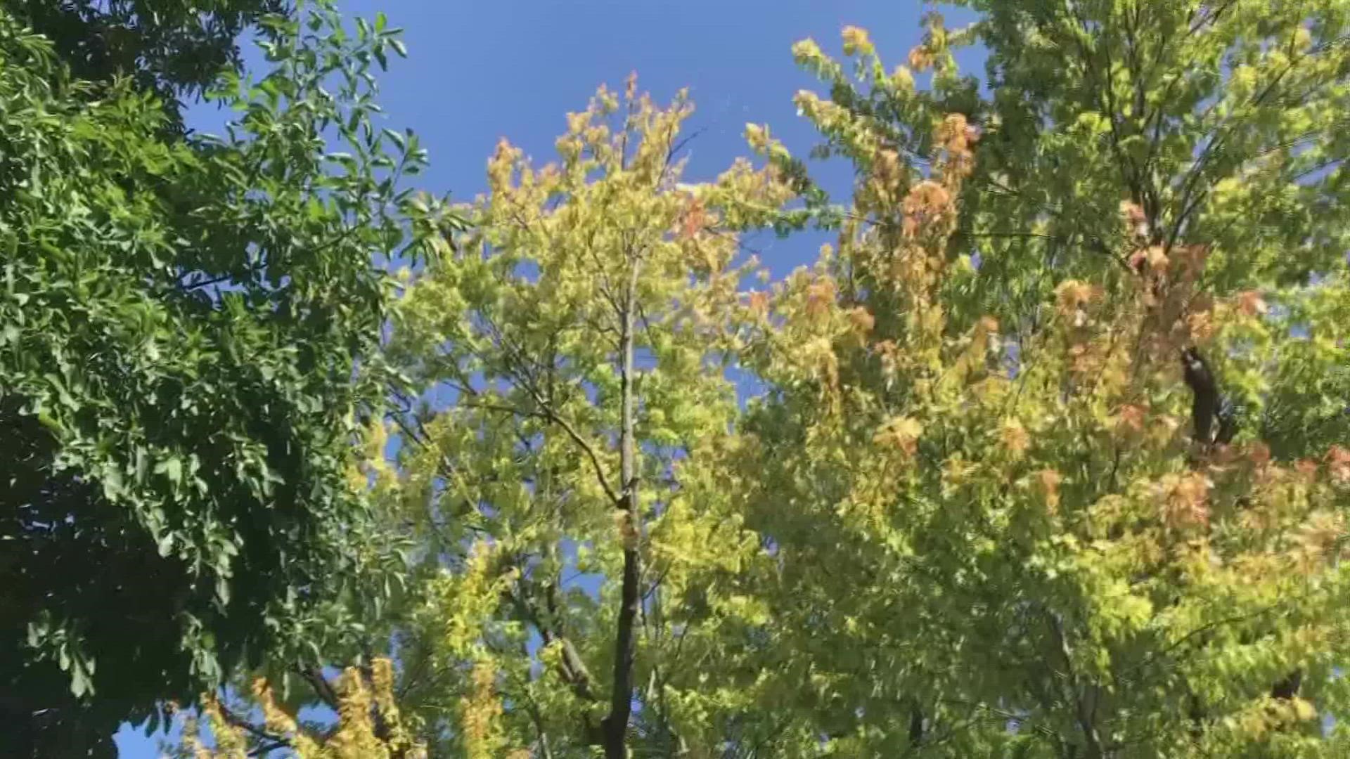 This year’s fall foliage will be patchy compared to last year.