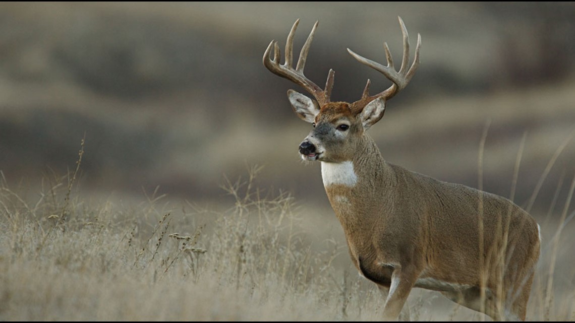 Ohio hunters harvest more than 184,000 deer in 2019-2020 season | 10tv.com