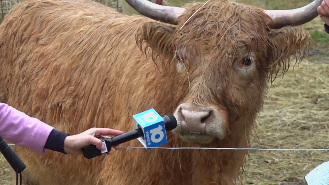 Meet 'Marigold', the escaped cow that shut down I-270 for hours