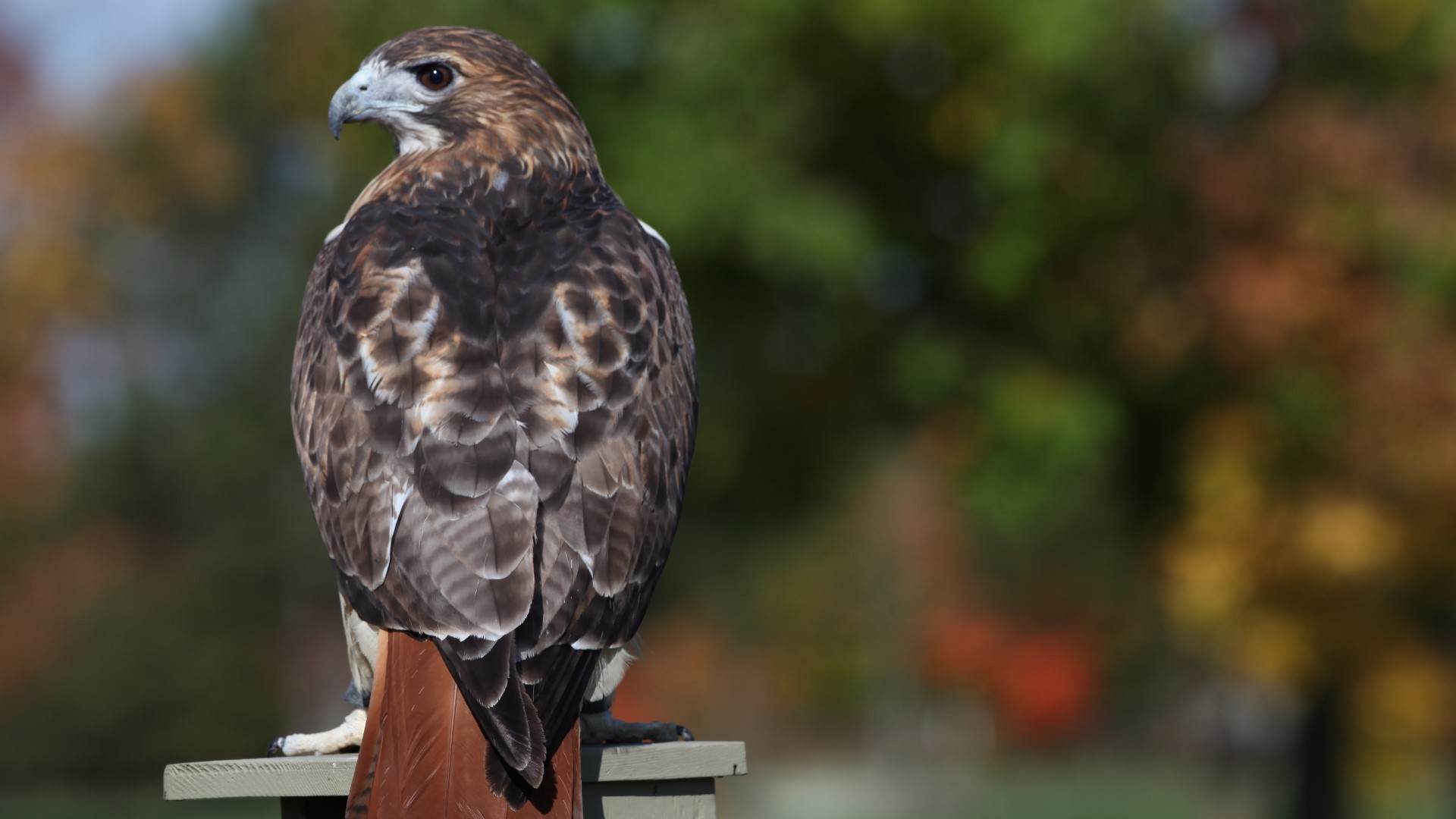 Hawks and other birds of prey can be feisty while defending their nests.