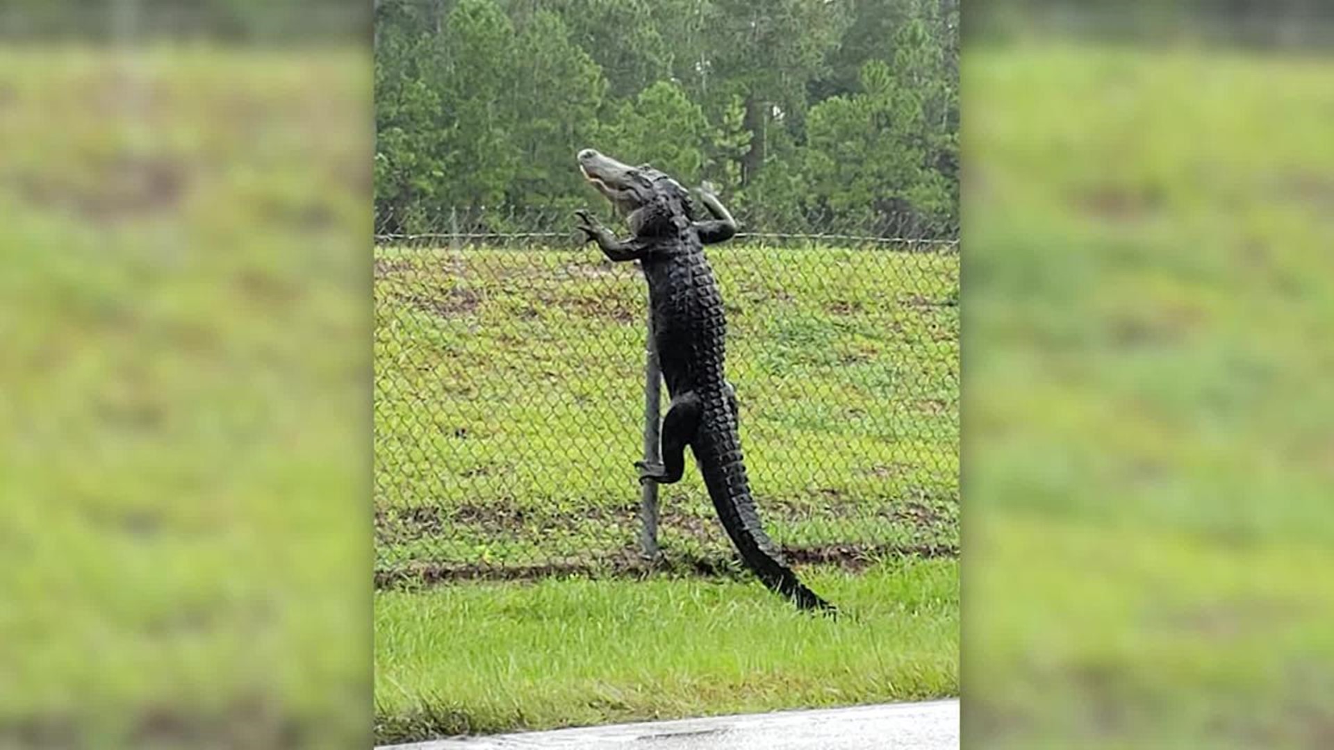 Alligator climbs fence in Florida 