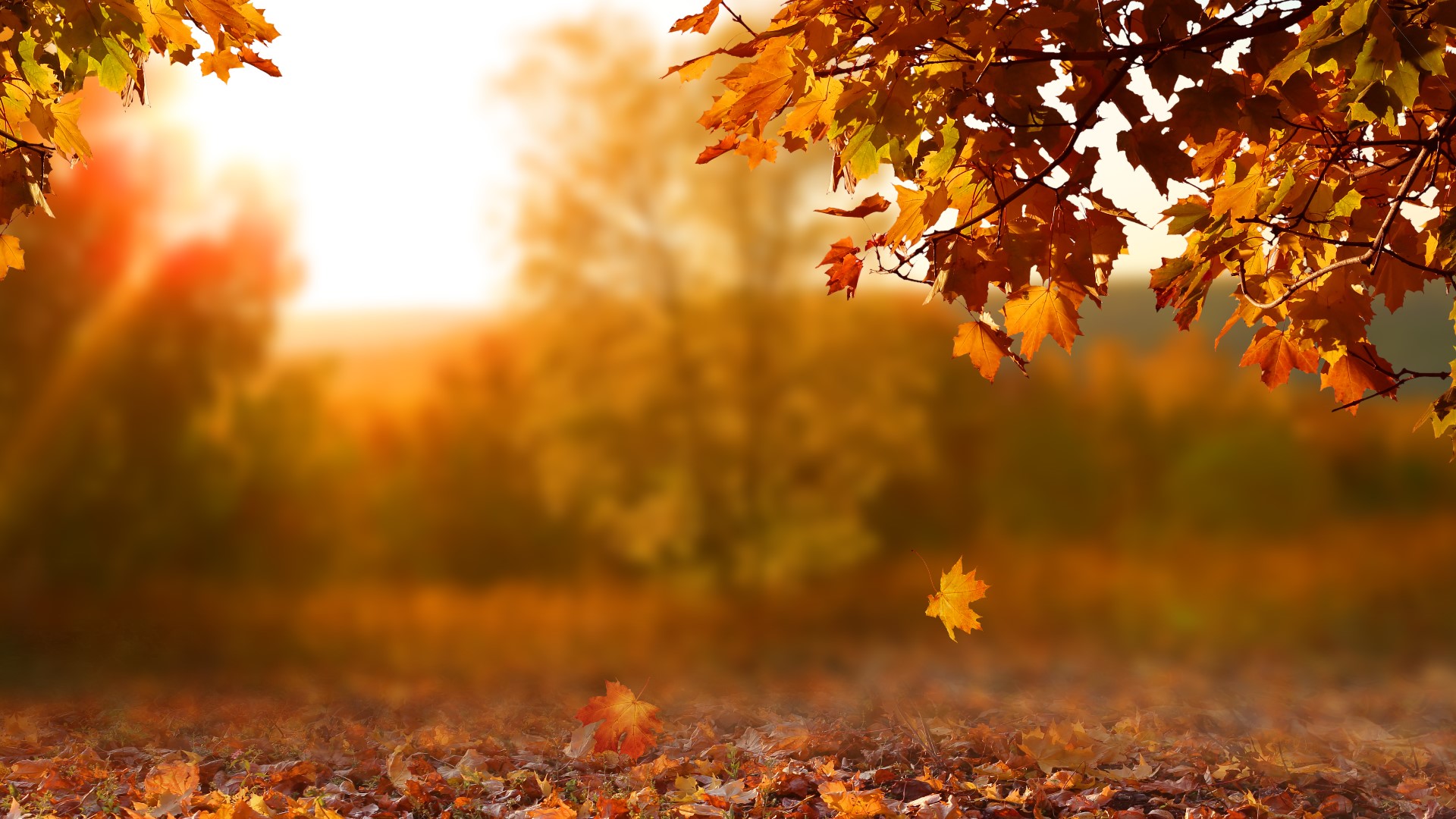 Average peak foliage in central Ohio is Oct. 15-29, but this year it may be earlier.