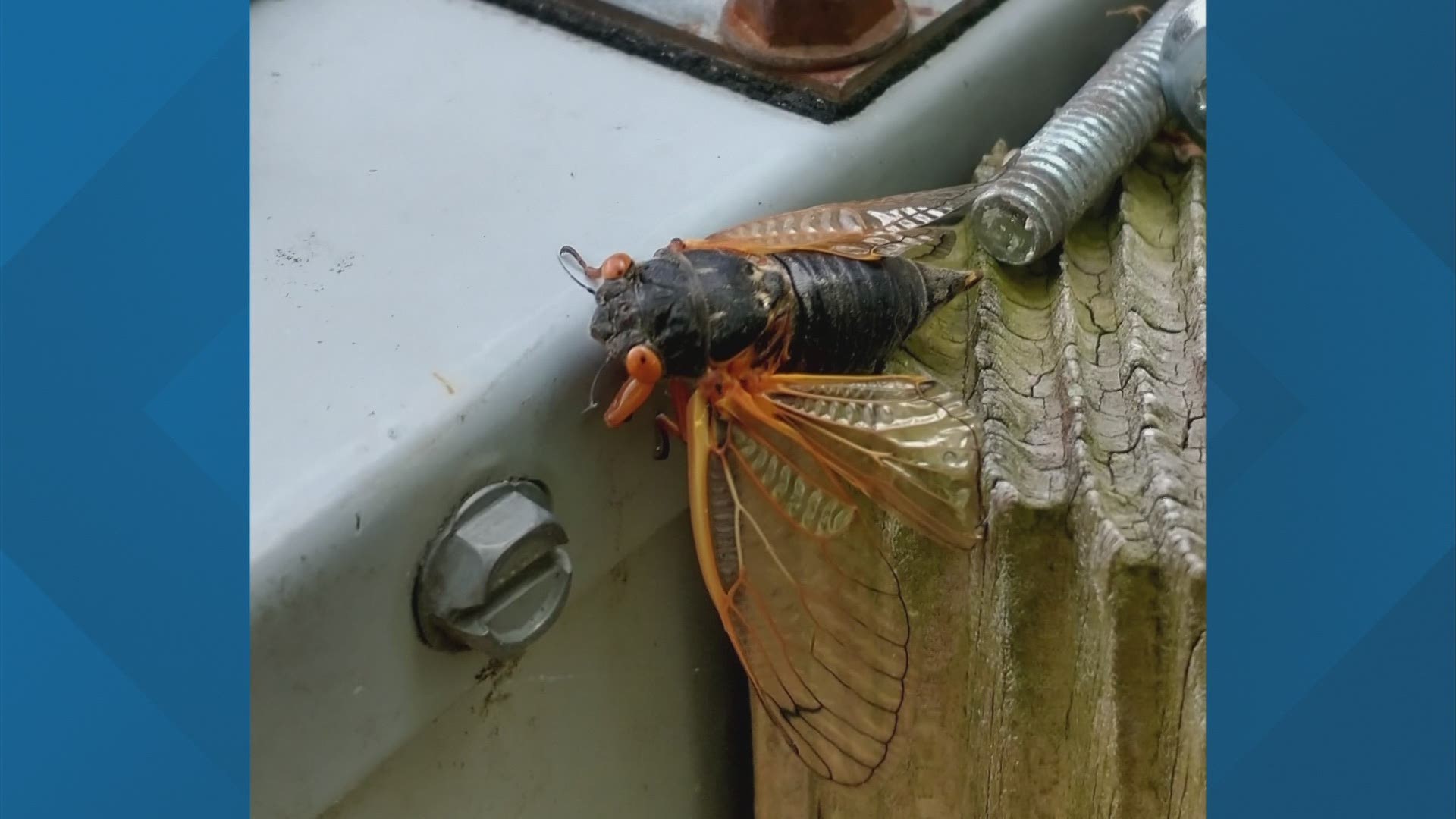 The Brood X cicadas are a type of periodical cicadas that will emerge every 17 years, but why?