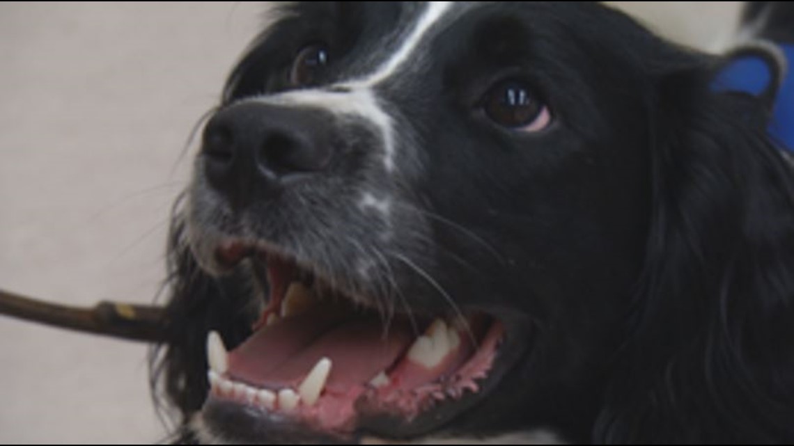 Meet Angus, the hospital dog trained to sniff out deadly superbugs