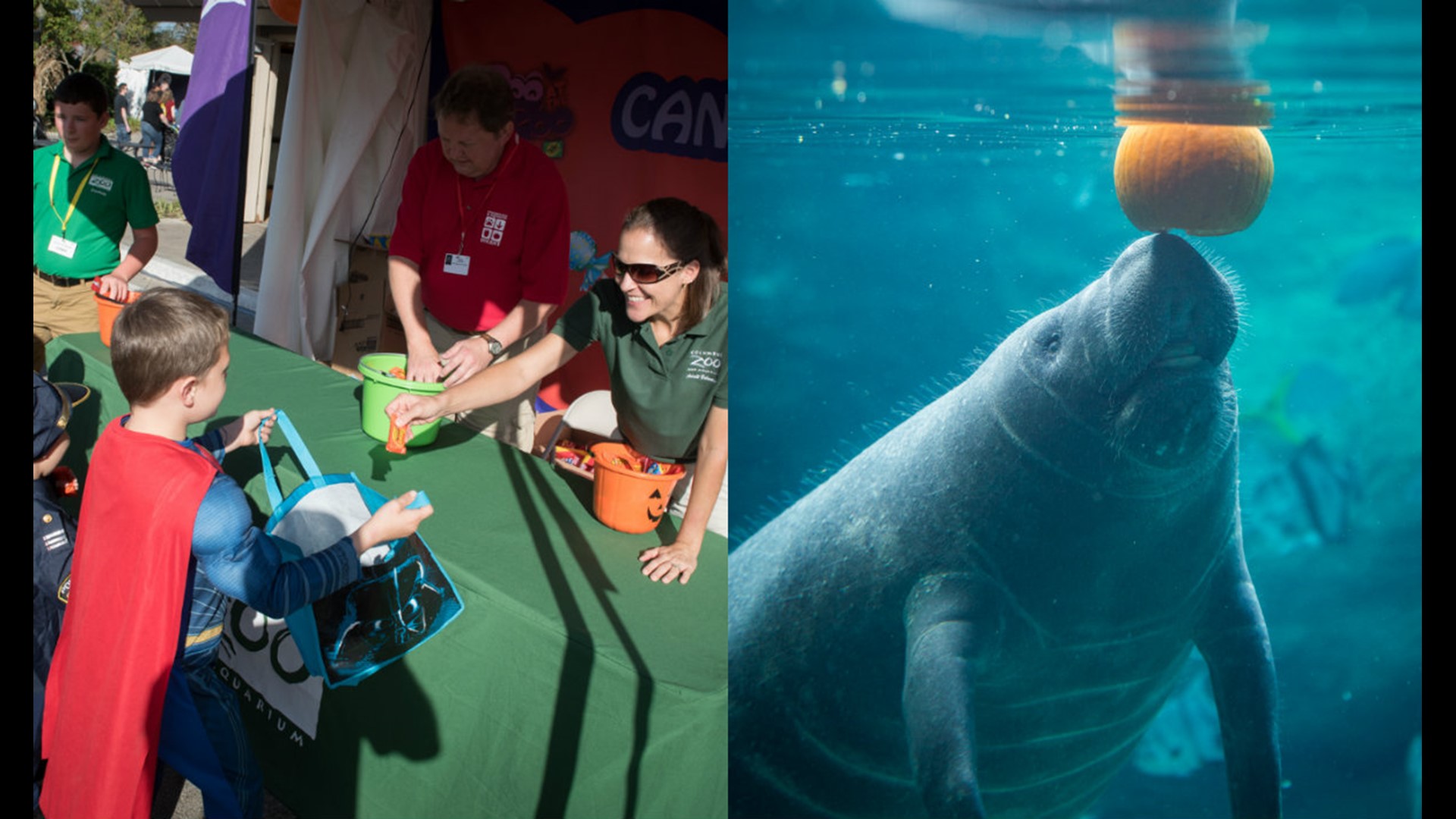 Columbus Zoo announces ‘Boo at the Zoo’ details; adds third weekend