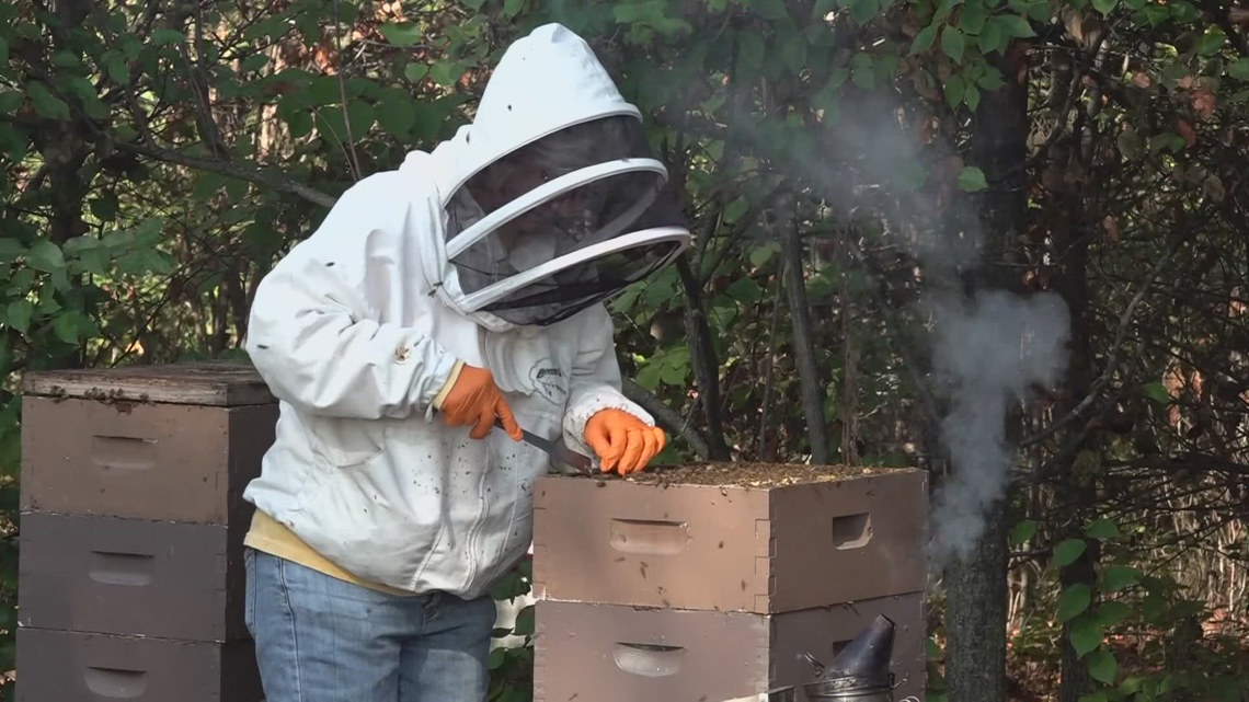 Ohio beekeepers see honey shift amid lanternfly invasion | 10tv.com