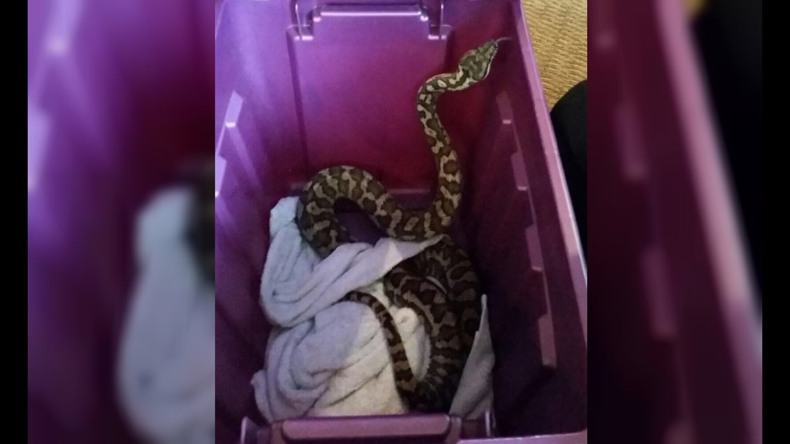 Family finds python inside home toilet; worst nightmare comes true, say  netizens