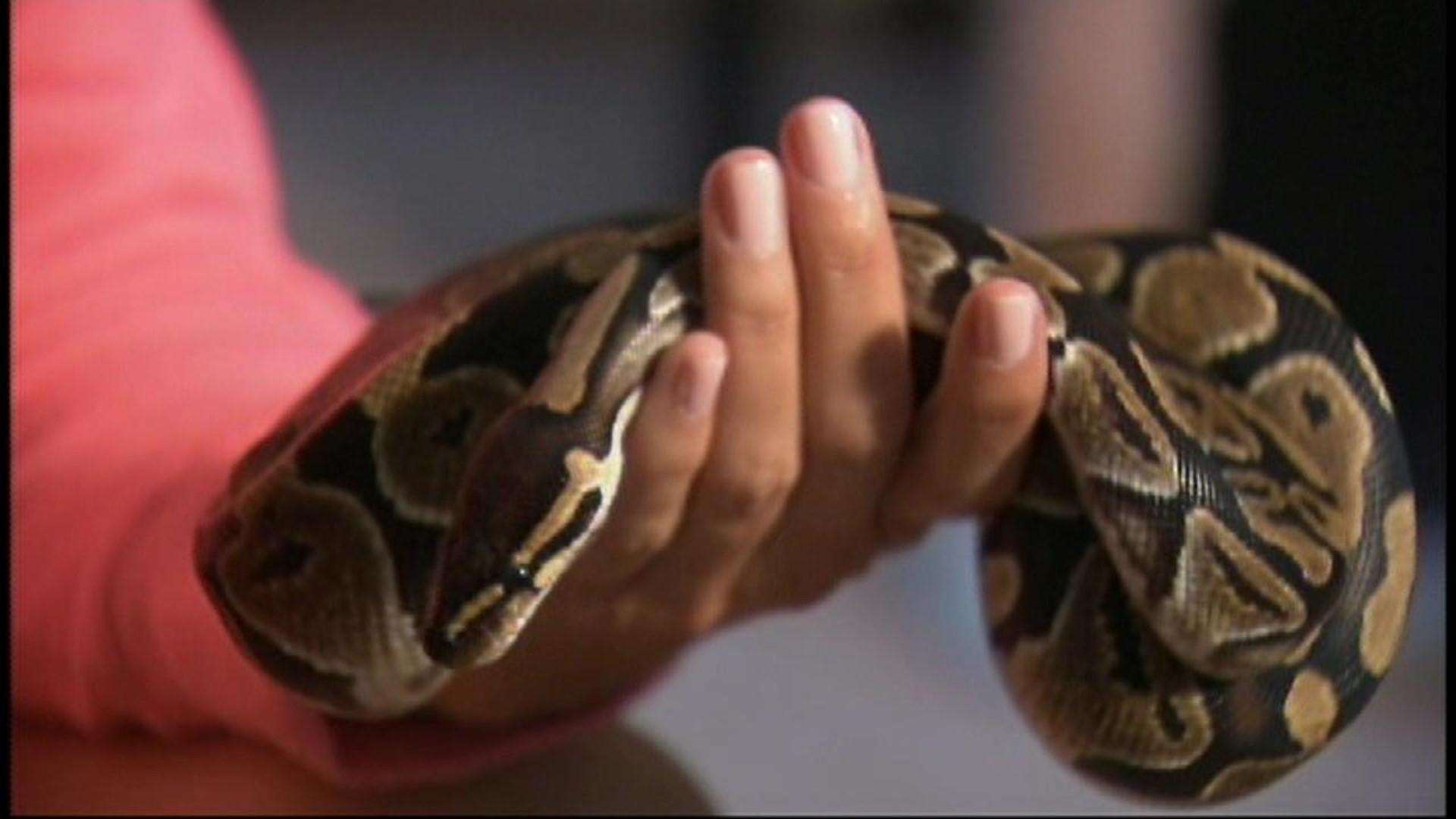 Westerville Fast Food Restaurant Bans Woman With Python