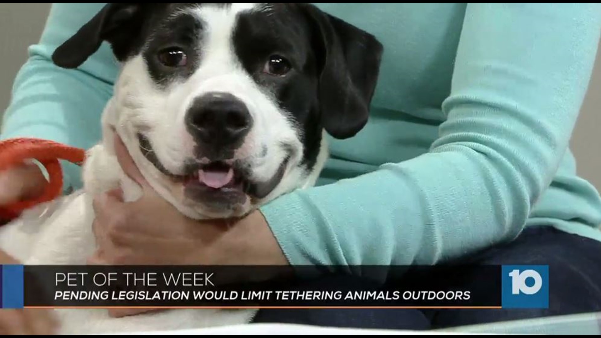 Pet of the week | 10tv.com