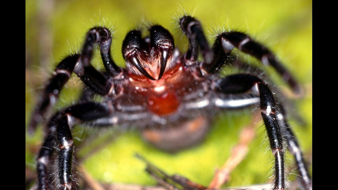 slids Papua Ny Guinea organisere Spider showers' of deadly arachnids are Australia's new problem | 10tv.com