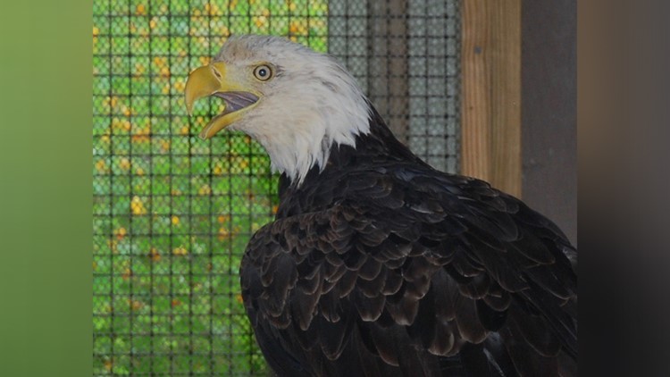 One of the oldest bald eagles living in captivity is dead at 35 | 10tv.com