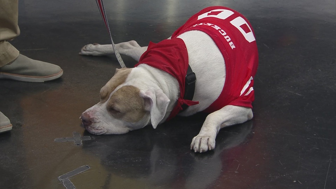 Pet safety ahead of Halloween, adoption event - Columbus - 10tv.com