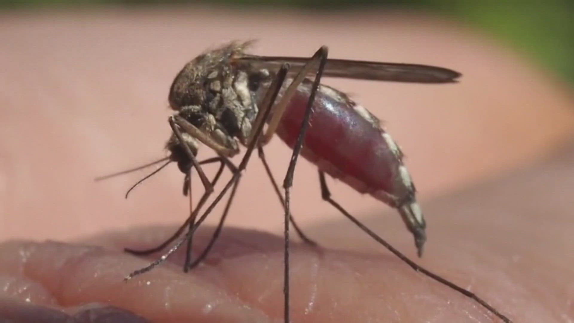 The factors are also increasing the risk of mosquito-borne diseases, like West Nile Virus. As the mosquito population grows, cases have spread across the U.S.