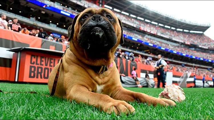 Meet Swagger, the newest member of the Cleveland Browns