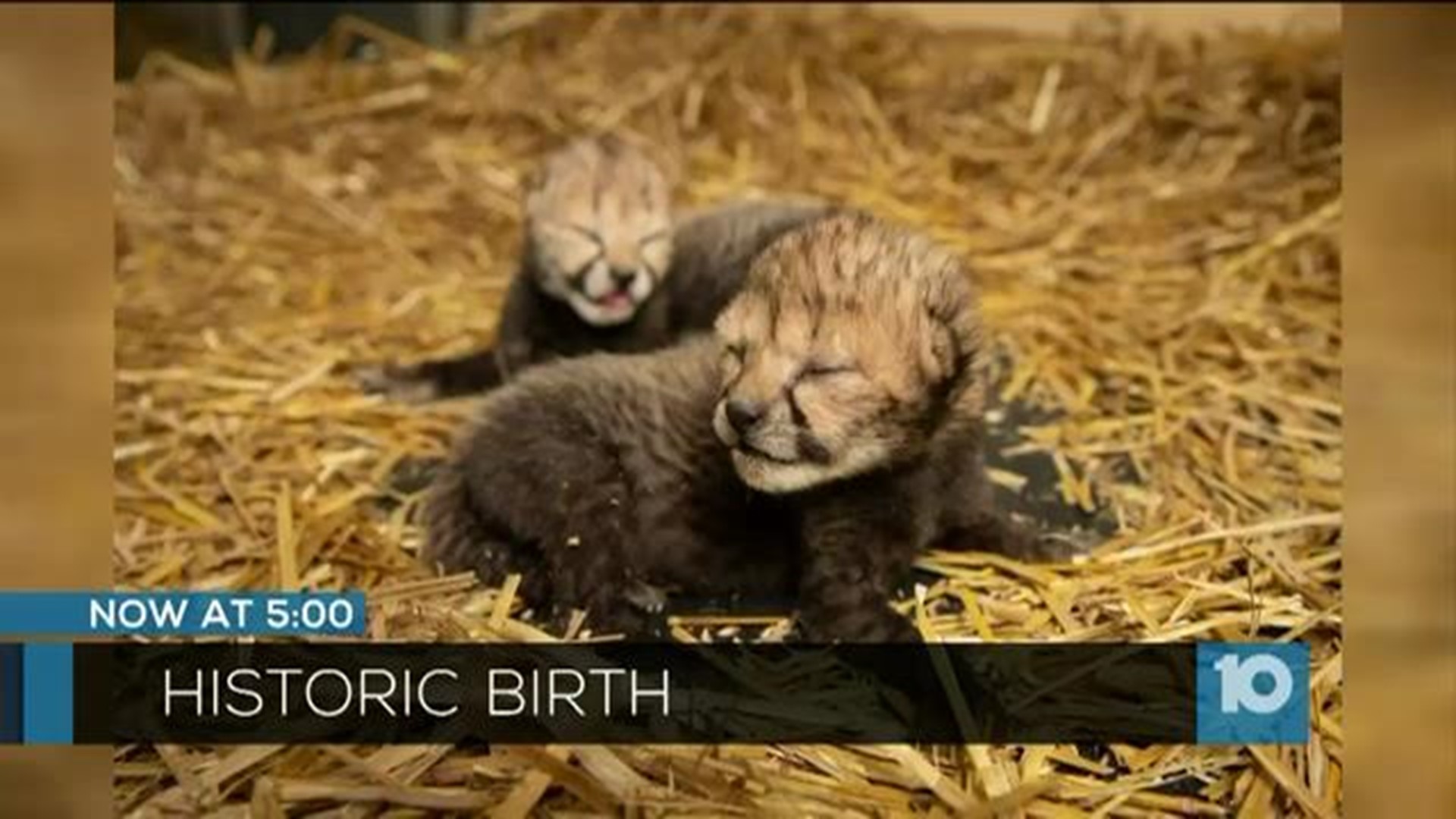2 cheetah cubs born at Columbus Zoo through IVF