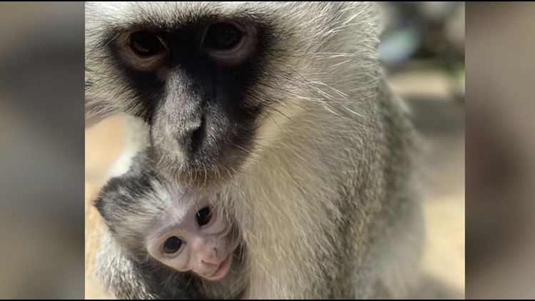 Vervet Monkeys - Born Free