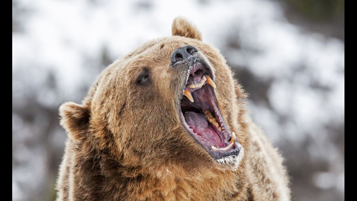 Washington man attacked by grizzly bear in Montana