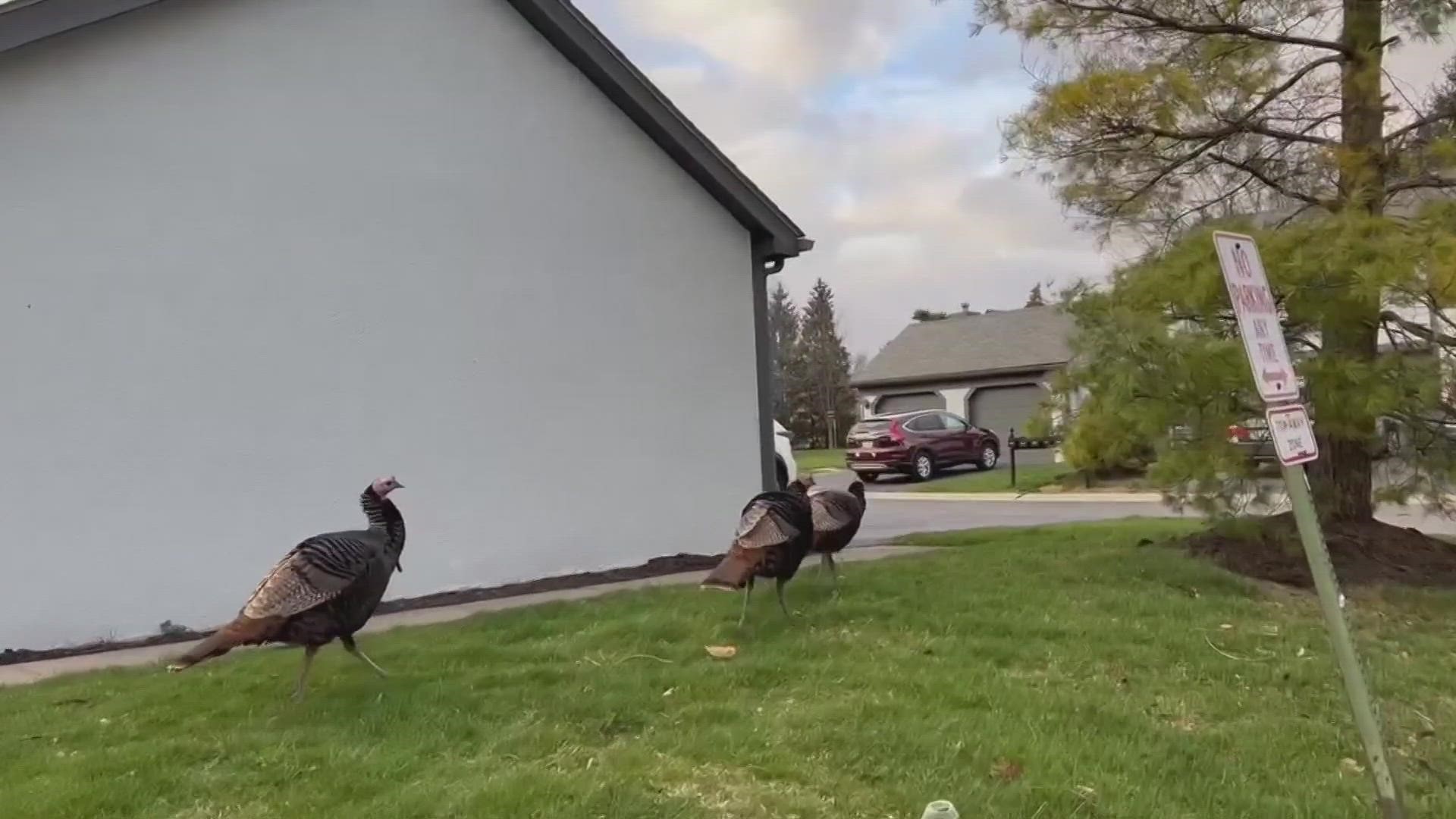 The turkeys, known as the “Hilliard Turkey Gang," have been running around neighborhoods in the city for about a year.