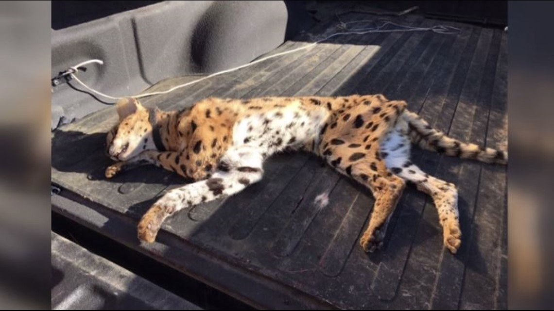 can a serval cat kill a pitbull?