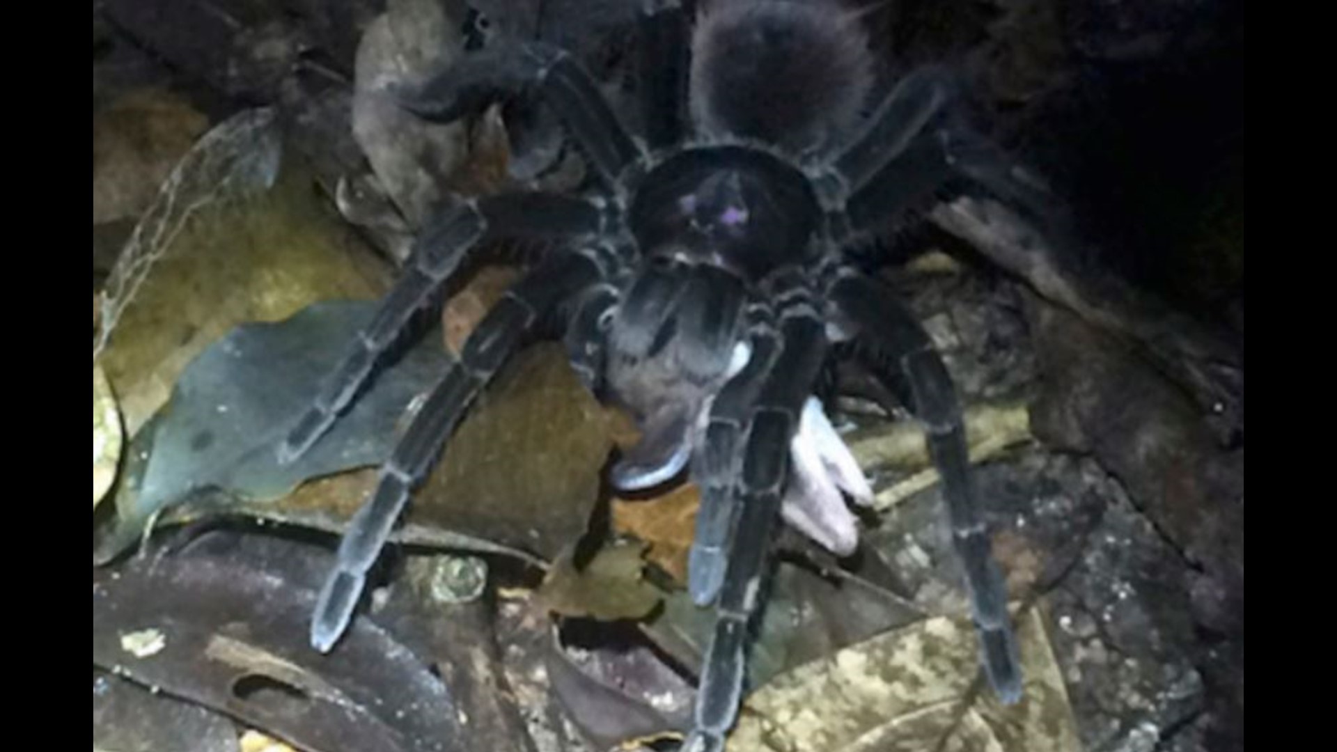 Giant spider drags away, eats opossum in Amazon rainforest