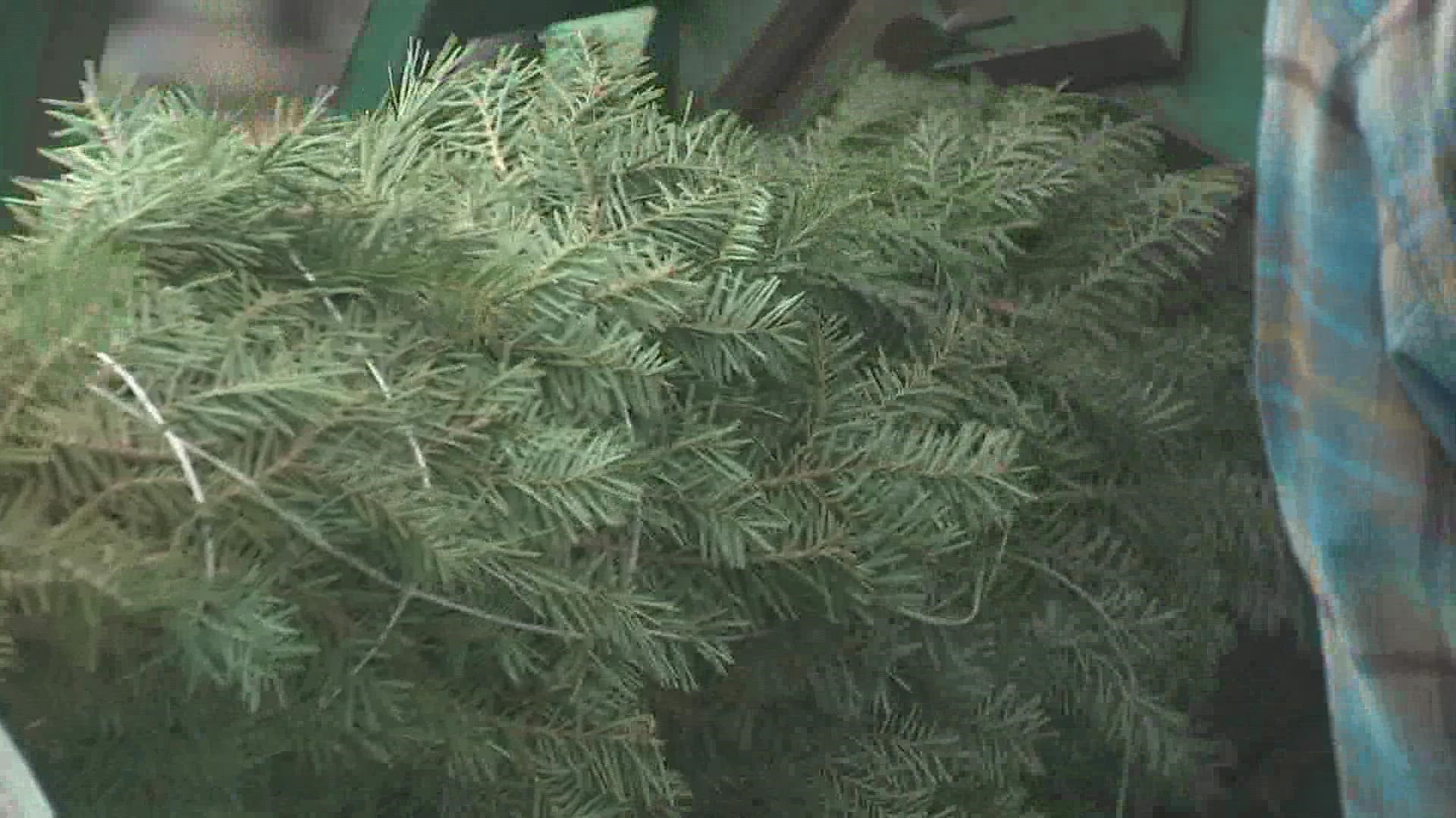Growers from across the state donated Christmas trees, which were inspected by the ODA.