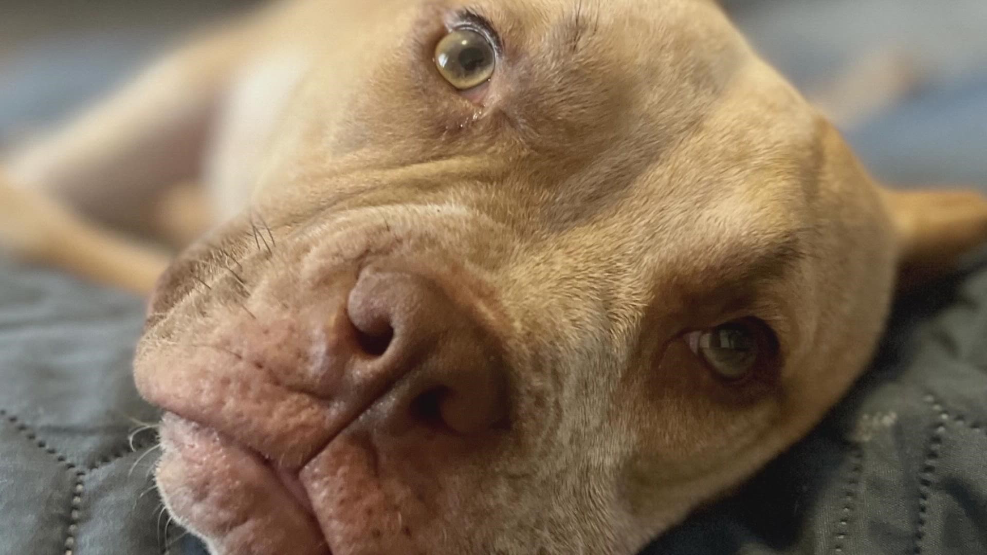 Can Dogs Have Lazy Eyes