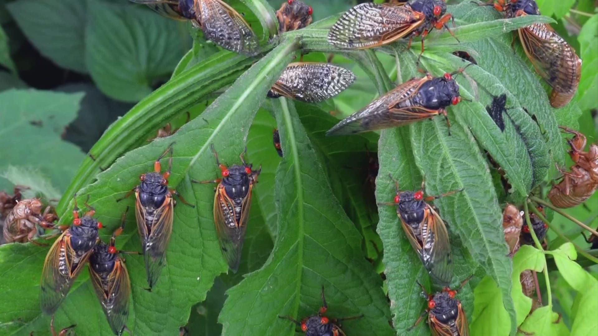 Experts are expecting one of the largest outbreaks of cicadas to arrive in Columbus.