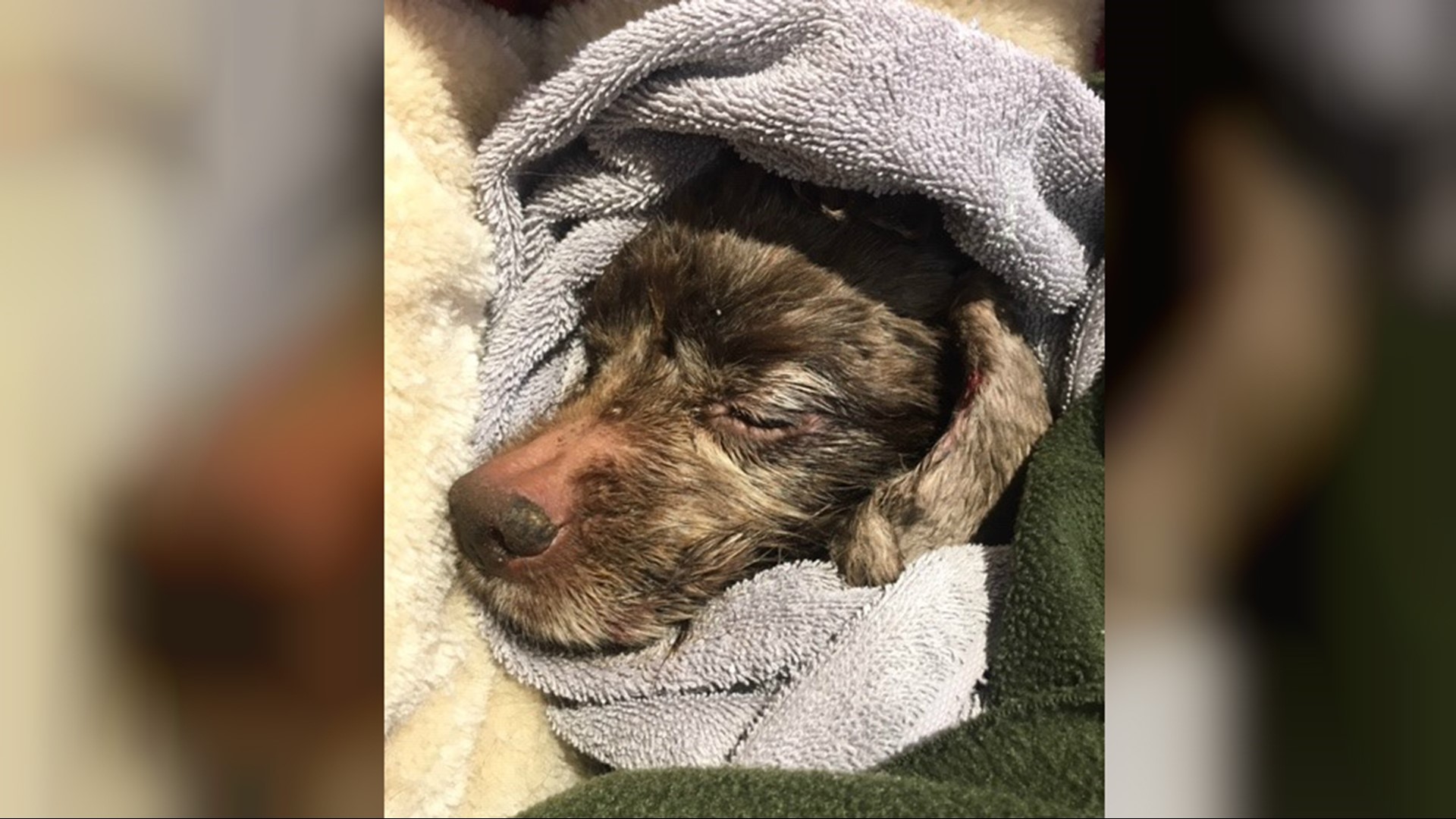 Dog euthanized after being found along road in Morrow County with 19 ...