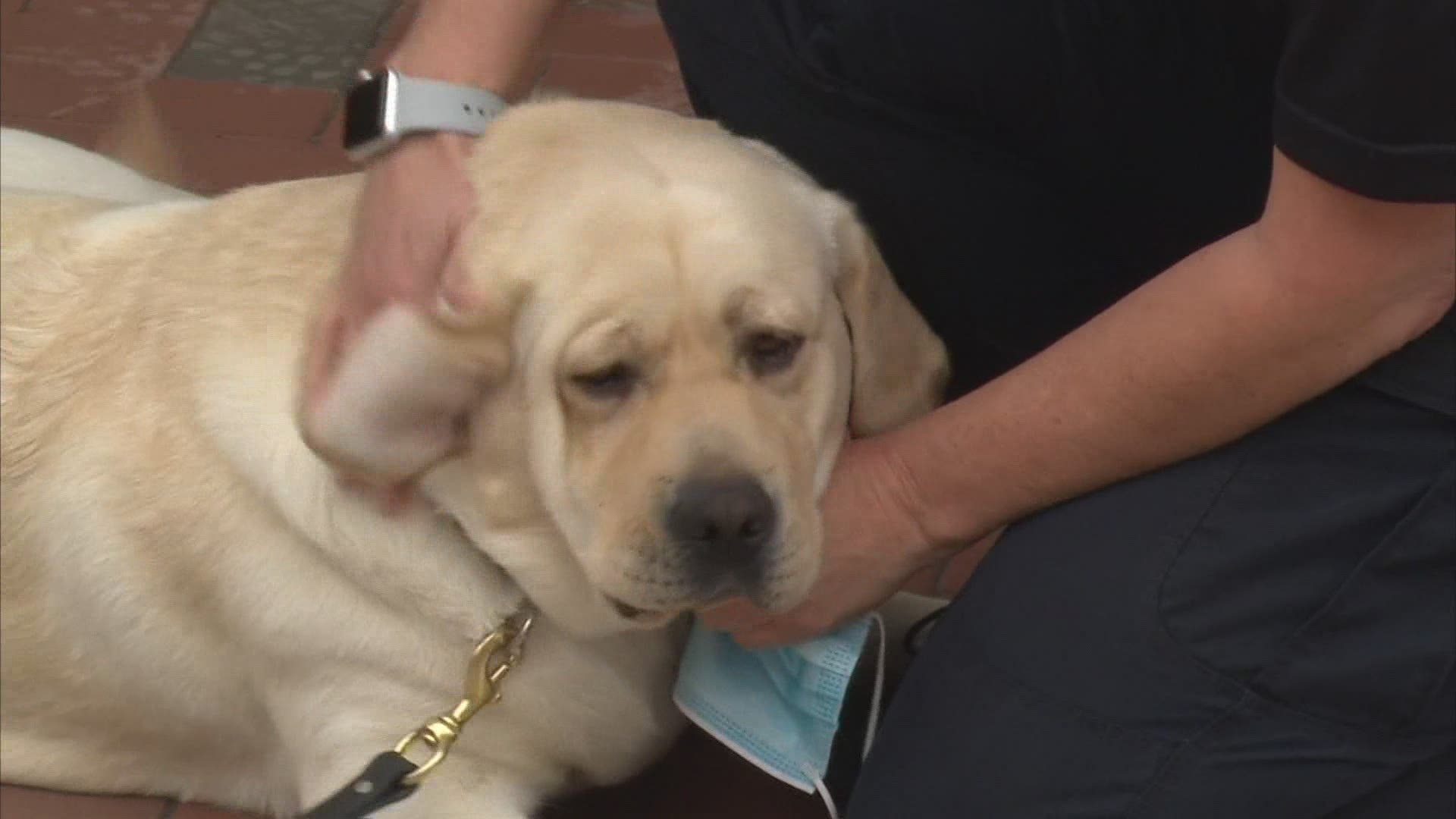 Chloe is the department's first therapy K-9 and used for community outreach programs.