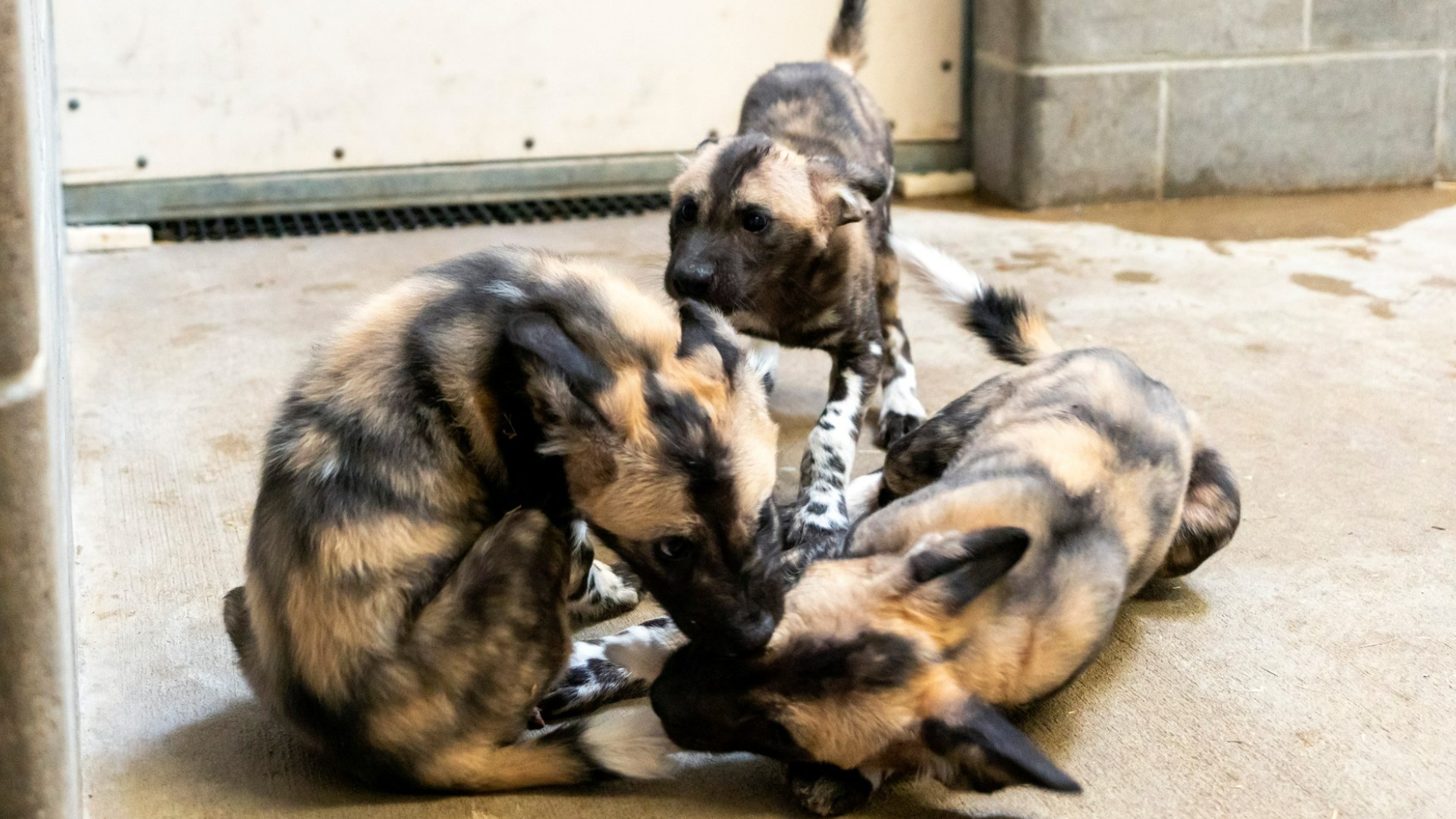 This golden retriever is nursing 3 African painted dog pups at a zoo ...