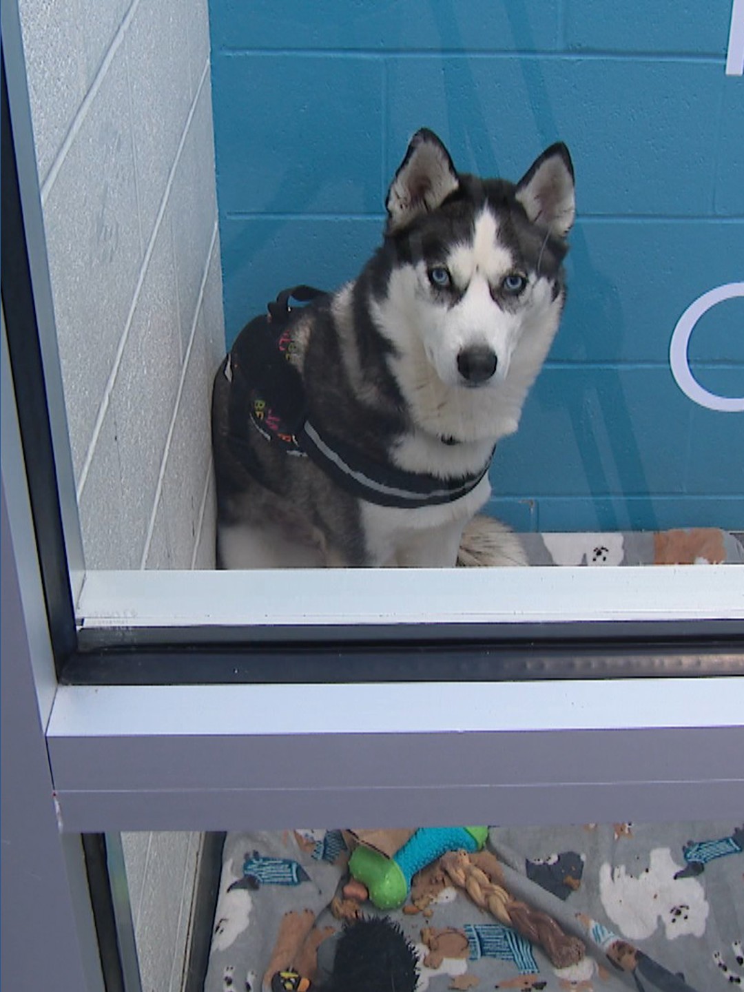 Columbus Humane assists abandoned animals with shelter, medical care ...
