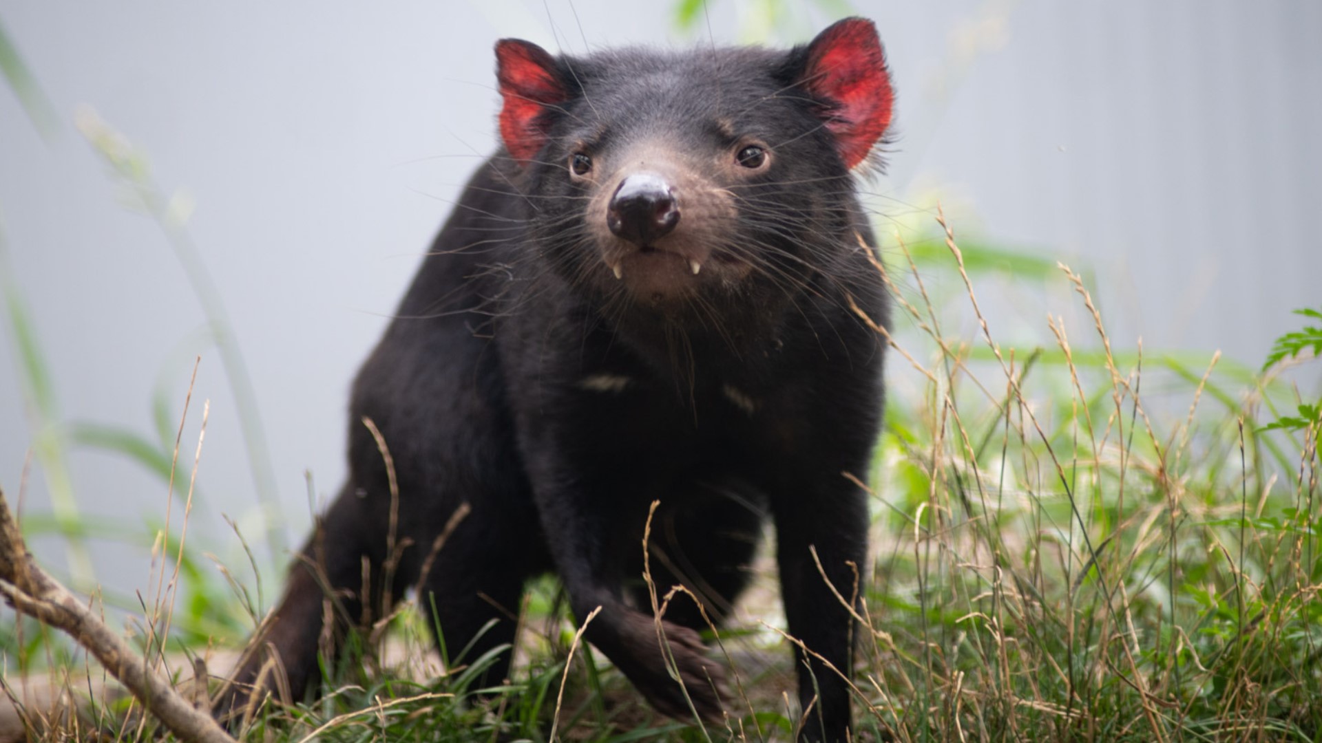 Sprout arrived at the Columbus Zoo in 2019 with his twin sister Thyme through the Save the Tasmanian Devil Program.
